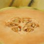 Small Heirloom True French Charentais Gourmet Melon Cucumis Melo 20 PCS Seeds