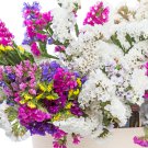 Sinuata Pacific Mixed Statice Flowers 30 PCS Seeds