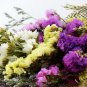 Sinuata Pacific Mixed Statice Flowers 30 PCS Seeds