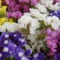 Sinuata Pacific Mixed Statice Flowers 30 PCS Seeds
