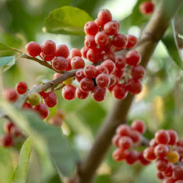 Silver Berry Elaeagnus Umbellata 50 PCS Seeds