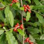 Silver Berry Elaeagnus Umbellata 50 PCS Seeds