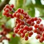 Silver Berry Elaeagnus Umbellata 50 PCS Seeds