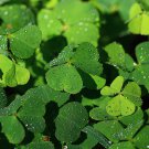 Shamrock Oxalis Medicago Trifolium Flower 100 PCS Seeds