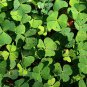 Shamrock Oxalis Medicago Trifolium Flower 100 PCS Seeds
