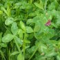 Shamrock Oxalis Medicago Trifolium Flower 100 PCS Seeds