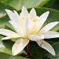 'Shalina' White Lotus Flower Water Lily Flower Aquatic Plants 1 PCS Seeds