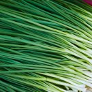 Series Chinese Chives 75 PCS Seeds