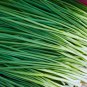 Series Chinese Chives 75 PCS Seeds
