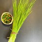 Series Chinese Chives 75 PCS Seeds