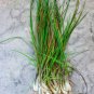 Series Chinese Chives 75 PCS Seeds