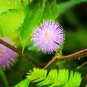 Sensitive Plant Grass Flower Bonsai 100 PCS Seeds