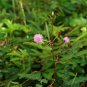 Sensitive Plant Grass Flower Bonsai 100 PCS Seeds