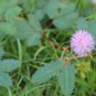 Sensitive Plant Grass Flower Bonsai 100 PCS Seeds