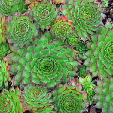 Sempervivum Hybridum Hen and Chicks Hardy Perennial Succulent 100 PCS Seeds