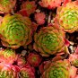 Sempervivum Hybridum Hen and Chicks Hardy Perennial Succulent 100 PCS Seeds