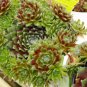 Sempervivum Hybridum Hen and Chicks Hardy Perennial Succulent 100 PCS Seeds