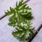 Semente Plant Herb Insect Repellent Grass 200 PCS Seeds