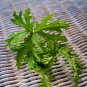 Semente Plant Herb Insect Repellent Grass 200 PCS Seeds