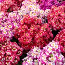 Schizanthus Pinnatus Salpiglossia Sinuata Poor Man's Orchid 30 PCS Seeds