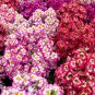 Schizanthus Pinnatus Salpiglossia Sinuata Poor Man's Orchid 30 PCS Seeds