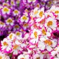 Schizanthus Pinnatus Salpiglossia Sinuata Poor Man's Orchid 30 PCS Seeds
