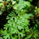 Selaginella Uncinata Bonsai of Bonsai Outdoor Selaginella Uncinata 50 PCS Seeds