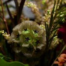 Scabiosa stellata Starflower Pincushions Can be used as Cut Flowers 3 PCS Seeds