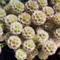 Scabiosa stellata Starflower Pincushions Can be used as Cut Flowers 3 PCS Seeds