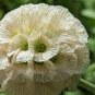 Scabiosa stellata Starflower Pincushions Can be used as Cut Flowers 3 PCS Seeds