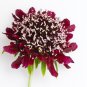 Scabiosa Atropurpurea Black Knight Kings 20 PCS Seeds