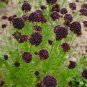 Scabiosa Atropurpurea Black Knight Kings 20 PCS Seeds