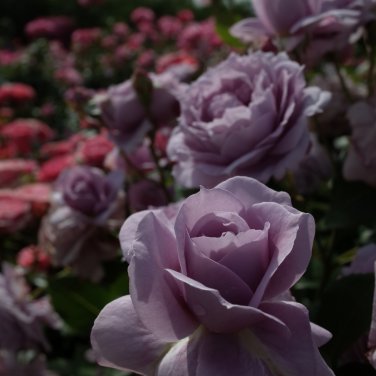 Johnny Light Purple Rose Flower Garden 50 PCS Seeds