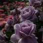 Johnny Light Purple Rose Flower Garden 50 PCS Seeds