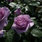 Johnny Light Purple Rose Flower Garden 50 PCS Seeds