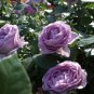 Johnny Light Purple Rose Flower Garden 50 PCS Seeds