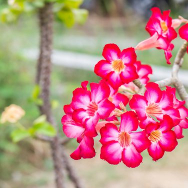 'Santa Claus' Red Pink Adenium Desert Rose 2 PCS Seeds