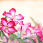 'Santa Claus' Red Pink Adenium Desert Rose 2 PCS Seeds