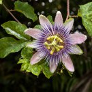 Passion Flower Passiflora Incarnata Certified Pure Live 20 PCS Seeds