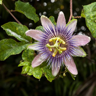 Passion Flower Passiflora Incarnata Certified Pure Live 20 PCS Seeds