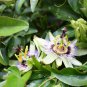 Passion Flower Passiflora Incarnata Certified Pure Live 20 PCS Seeds