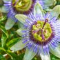 Passion Flower Passiflora Incarnata Certified Pure Live 20 PCS Seeds