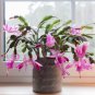 Schlumbergera Zygocactus 100 PCS Seeds