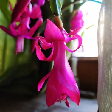 Schlumbergera Cactus Christmas Bonsai 200 PCS Seeds