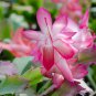 Schlumbergera Cactus Christmas Bonsai 200 PCS Seeds