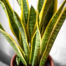 Sansevieria trifasciata Bonsai Succulent Plants Tiger Piran Flower 100 PCS Seeds