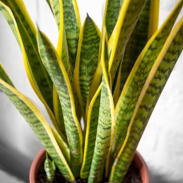 Sansevieria trifasciata Bonsai Succulent Plants Tiger Piran Flower 100 PCS Seeds