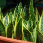 Sansevieria trifasciata Bonsai Succulent Plants Tiger Piran Flower 100 PCS Seeds