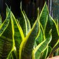 Sansevieria trifasciata Bonsai Succulent Plants Tiger Piran Flower 100 PCS Seeds