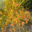 Sand Calligonum Tree Semente Plant Desert Calligonum Mongolicum 100 PCS Seeds